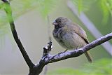 Black-faced Grassquitborder=